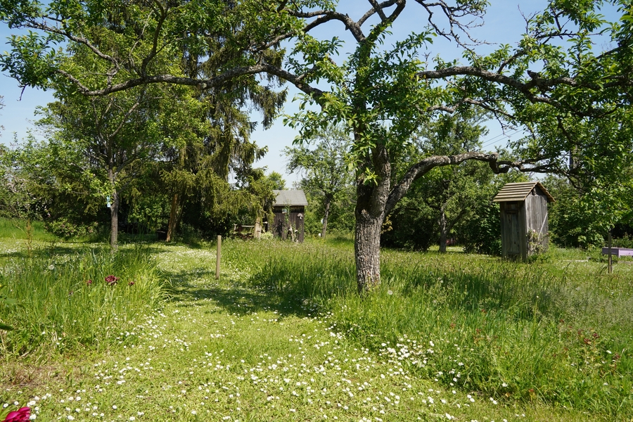 Pommier avec des herbes hautes